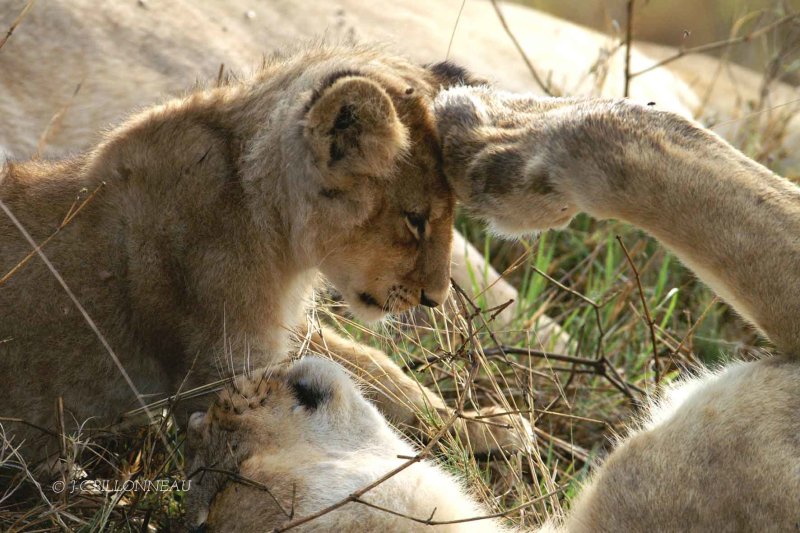 004 Lionne et son petit - BOTSWANA.jpg