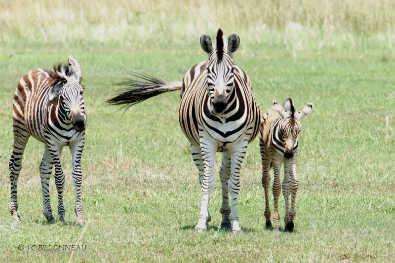 005 Zèbres - BOTSWANA.jpg