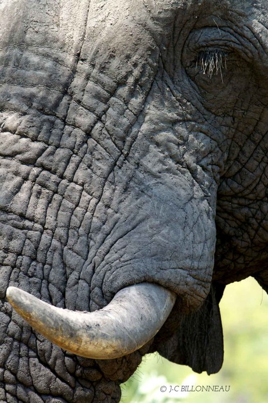 006 Eléphant mâle - BOTSWANA.jpg