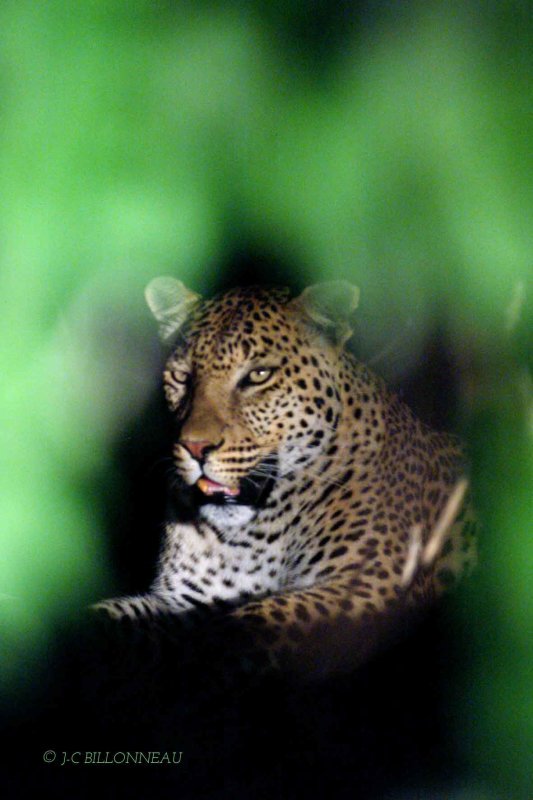 007-Léopard - BOTSWANA.jpg