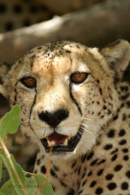 009-Jeune-guépard - BOTSWANA.jpg