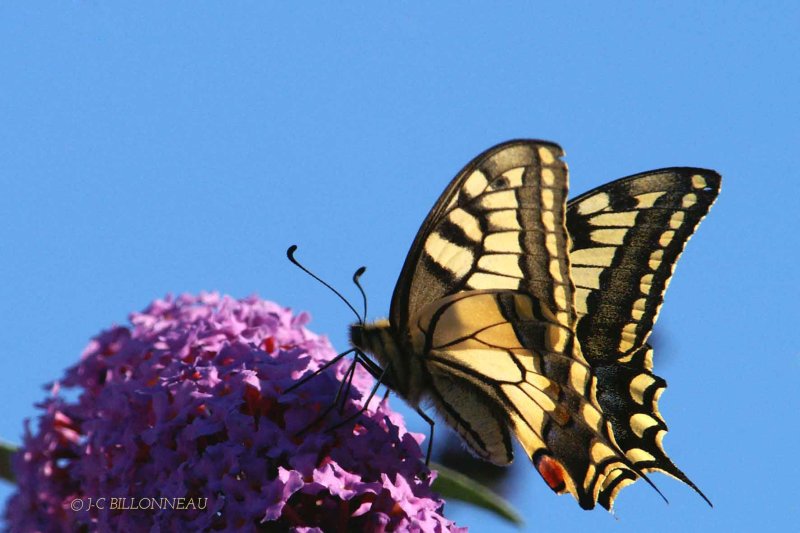 010-Machaon - FRANCE.jpg