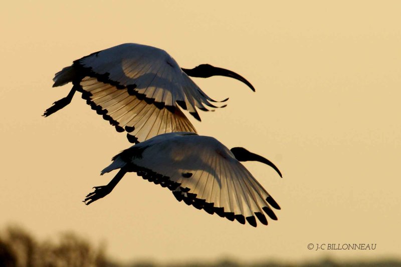 013-Ibis-sacrés - ILE DE RE.jpg