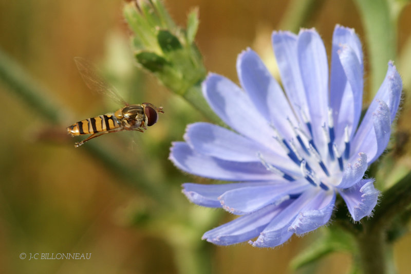 015 Syrphide -FRANCE.jpg