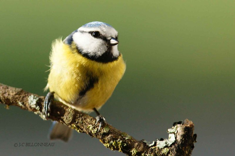 020-Mésange-bleue - FRANCE.jpg