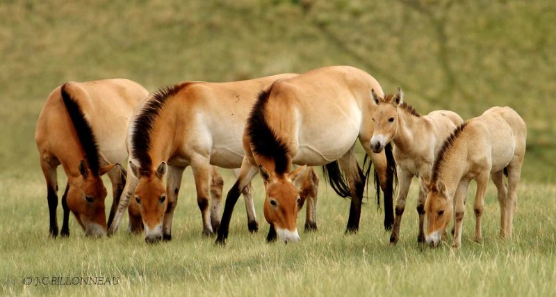 047 Chevaux sauvages de Przewalski - MONGOLIE.jpg