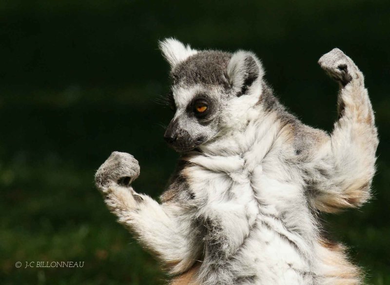 061-Maki-catta - Zoo de la Palmyre -FRANCE.jpg