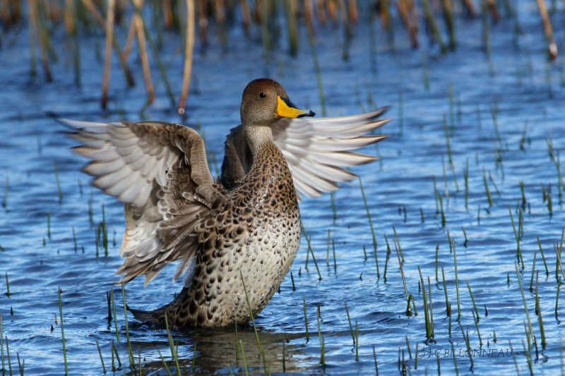 120-Canard-à-queue-pointue - CHILI.jpg