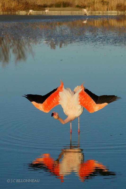 126-Flamant-rose - FRANCE.jpg