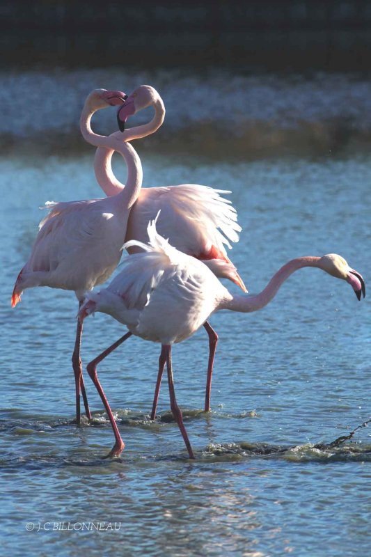 129-Flamants-roses - FRANCE.jpg