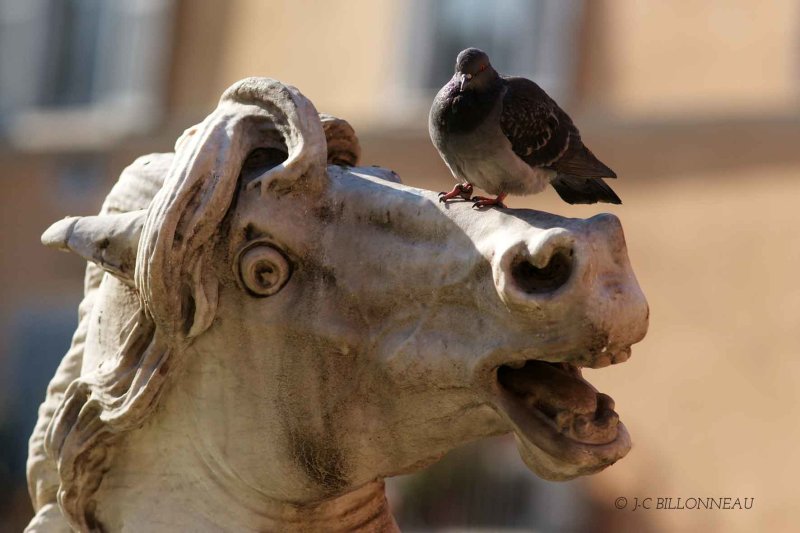 149-Place-Navona - ROME.jpg