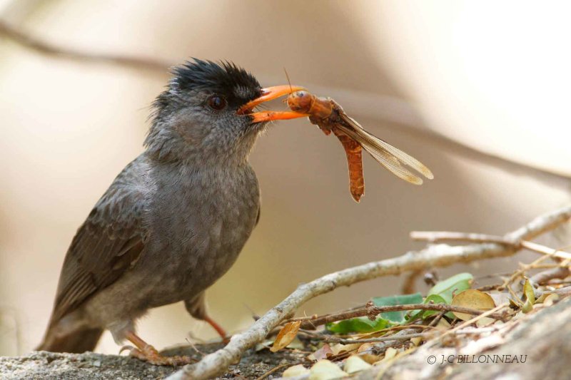 163-Bulbul-de-Madagascar - MADAGASCAR.jpg