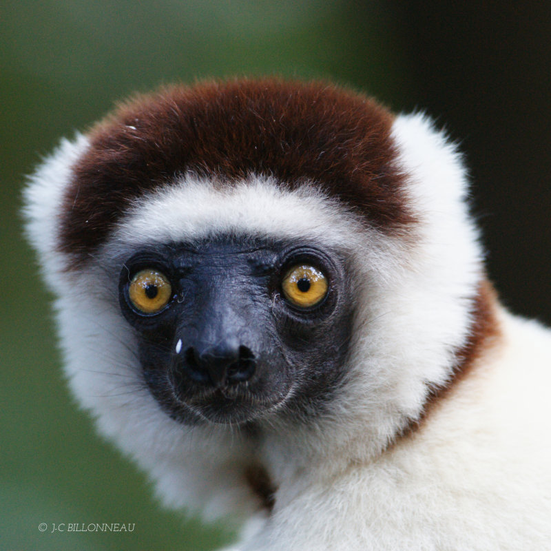 165 Sifaka - MADAGASCAR.jpg