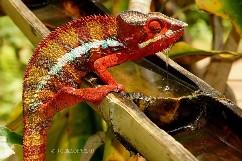 166-Caméléon-panthère - MADAGASCAR.jpg