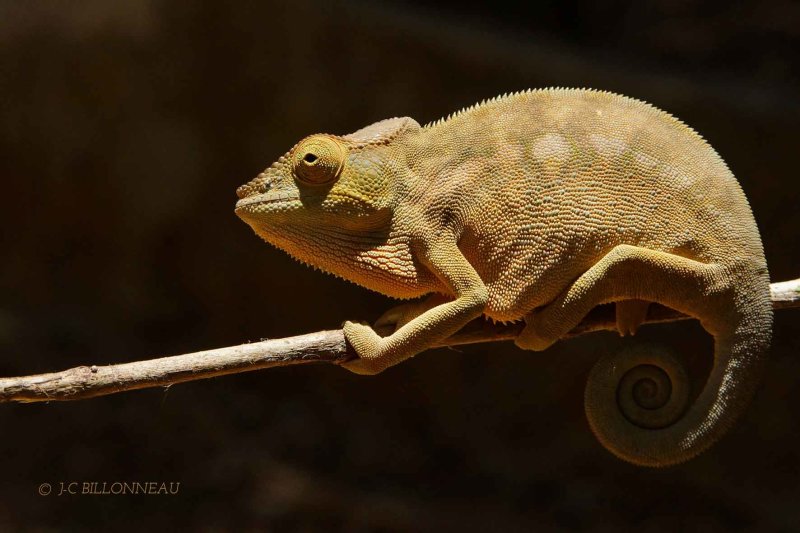 172 Caméléon - MADAGASCAR.jpg