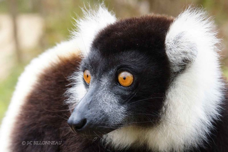 176 Lémur Macaco - MADAGASCAR.jpg