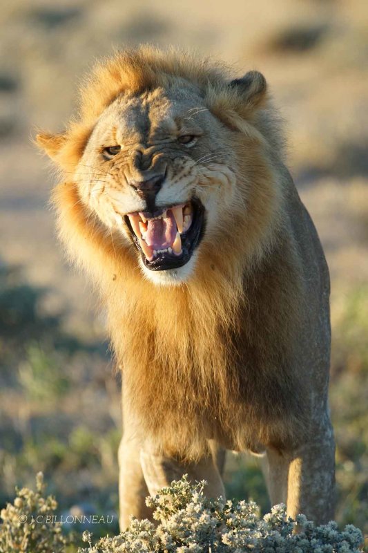 198-Flehmen-du-lion-NAMIBIE.jpg