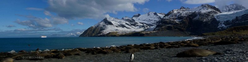 222-Gold-Harbour - GEORGIE DU SUD.jpg