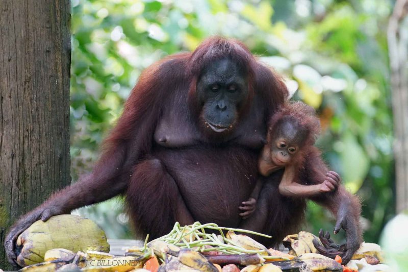 270-Orangs-outans - BORNEO.jpg