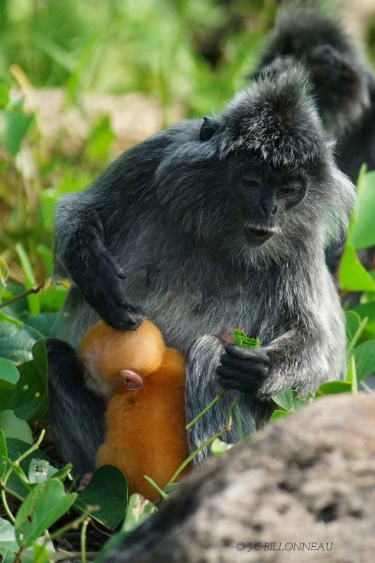 277-Langurs-argentés - BORNEO.jpg