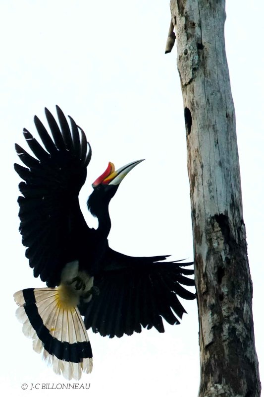 281-Calao-rhinocéros - BORNEO.jpg