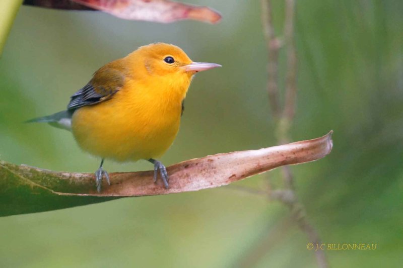 289-Paruline-orangée - COSTA RICA.jpg