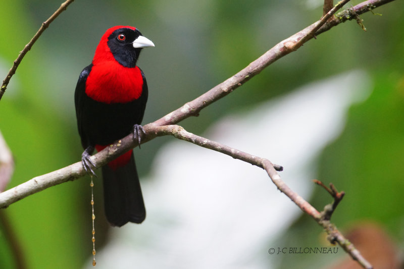292 Tangara ceinturé - COSTA RICA.JPG