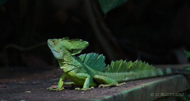 298 Basilic vert - COSTA RICA.JPG