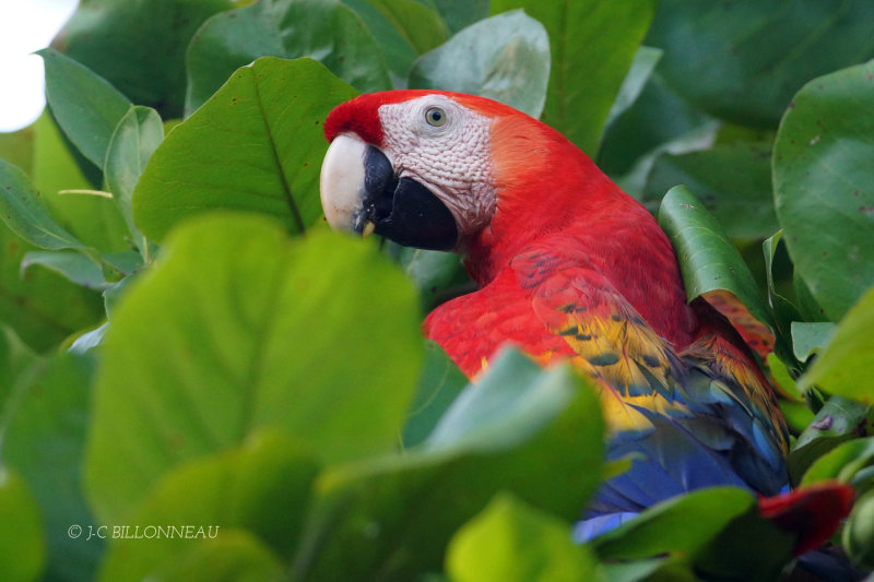 299 Ara rouge - COSTA RICA.JPG