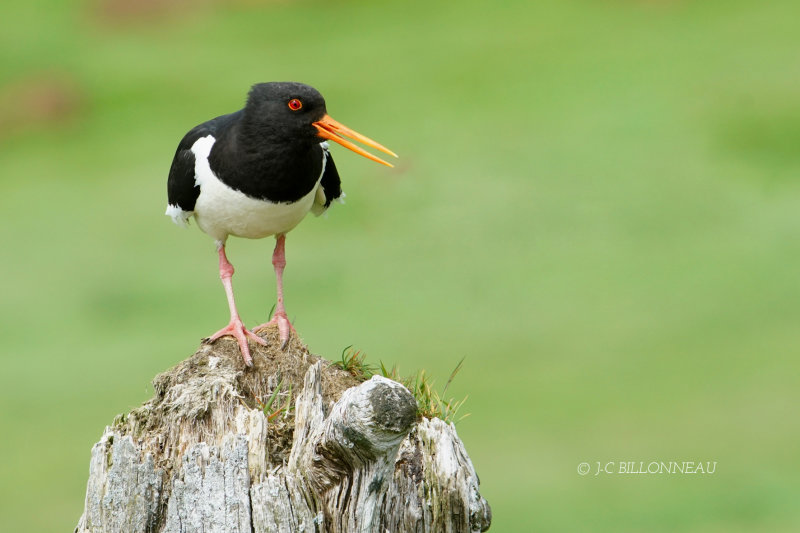 309 Huitrier pie - ISLANDE.JPG