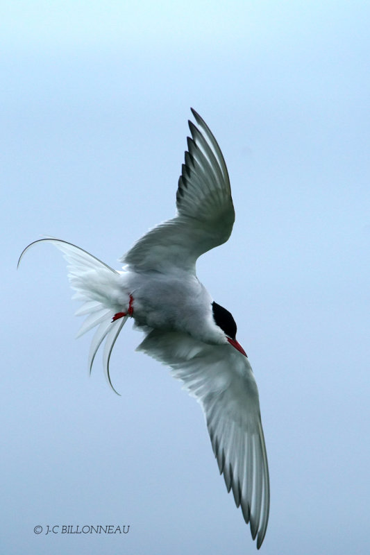312 Sterne arctique - ISLANDE.JPG