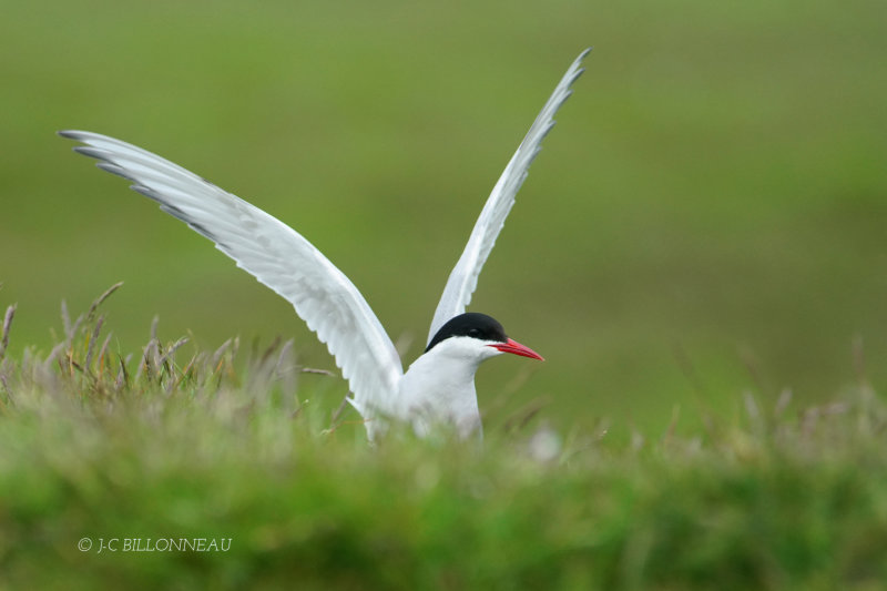313 Sterne arctique - ISLANDE.JPG