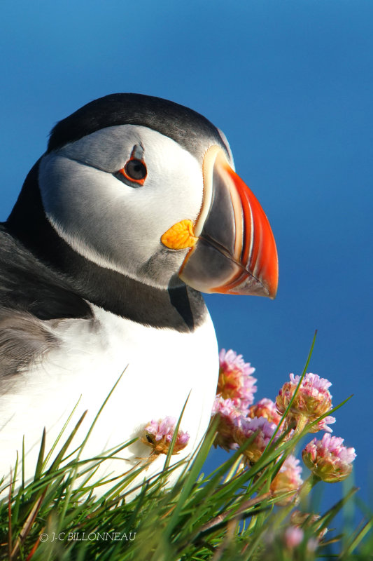 315 Macareux moine - ISLANDE.JPG