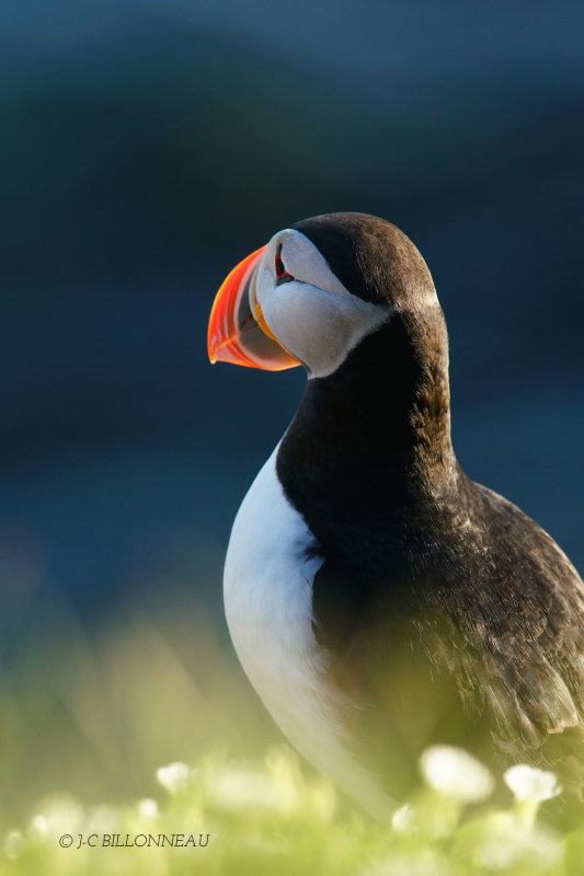 318 Macareux moine - ISLANDE.JPG