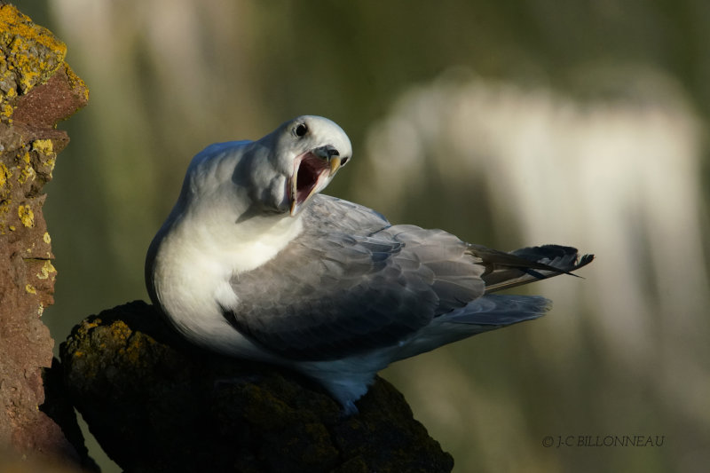 319 Fulmar boréal - ISLANDE.JPG