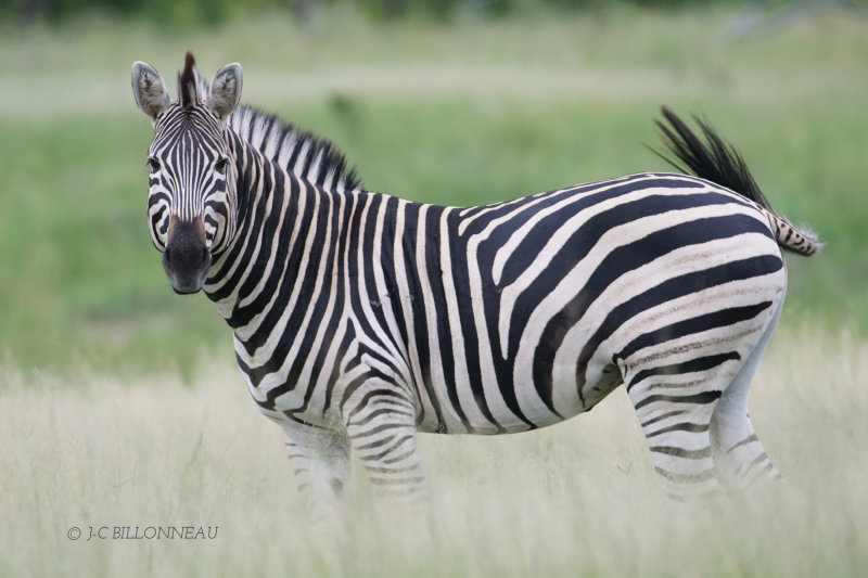 334 Hwange National Park - ZIMBABWE.JPG