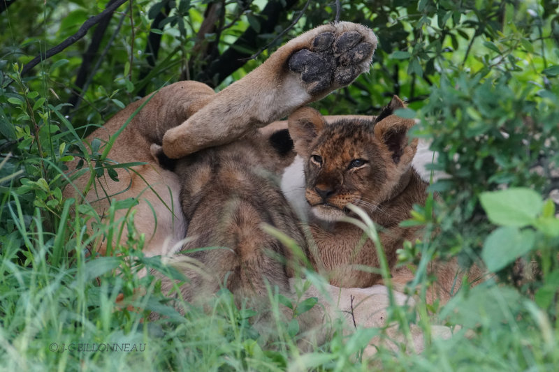 335 Hwange National Park - ZIMBABWE.JPG
