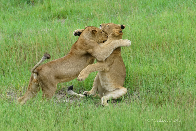 344 Jeu de lionceaux - ZIMBABWE.JPG