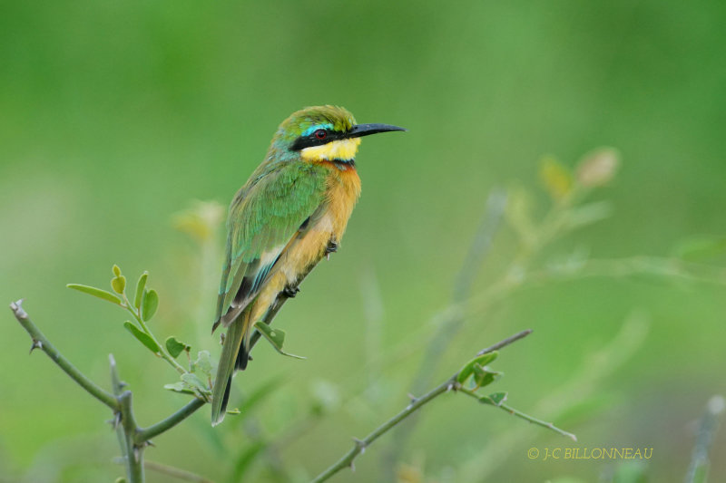 346 Guêpier nain, Little Bee-eater - ZIMBABWE.JPG
