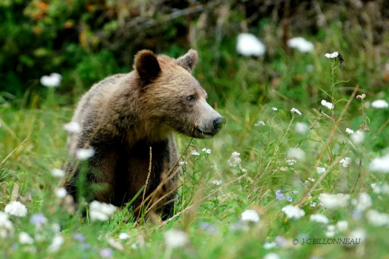 347 Grizzly - COLOMBIE BRITANNIQUE.JPG
