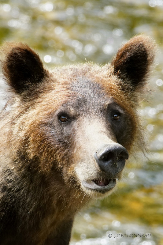 348 Grizzly - COLOMBIE BRITANNIQUE.JPG