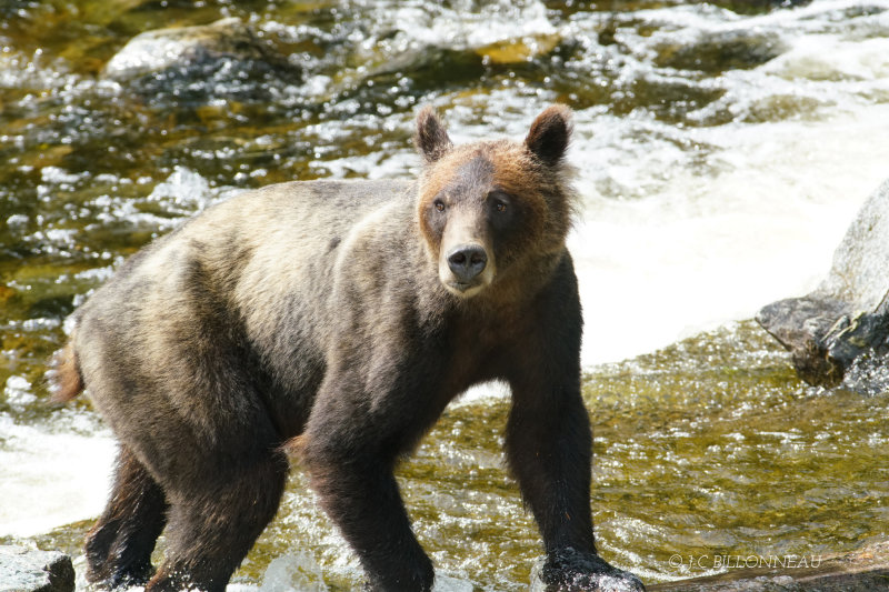 349 Grizzly - COLOMBIE BRITANNIQUE.JPG