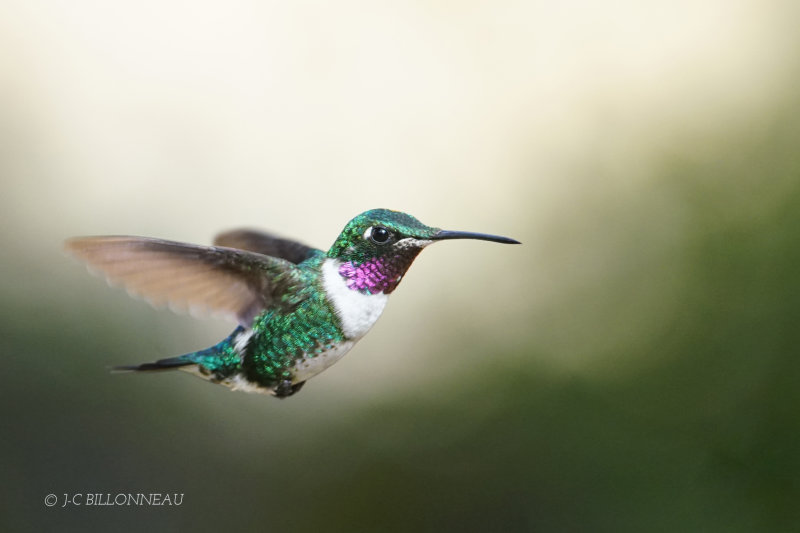 351 Colibri de Mulsant male, White-bellied Woodstar male - COLOMBIE JPG