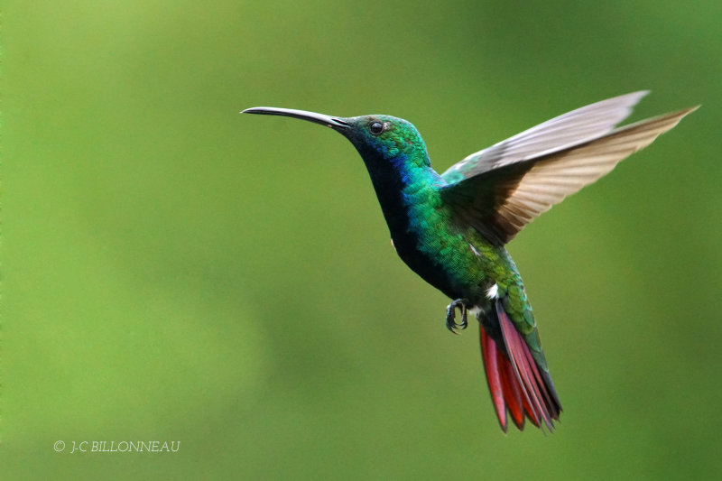 352 Mango à cravate noire mâle, Black-throated Mango, COLOMBIE.JPG