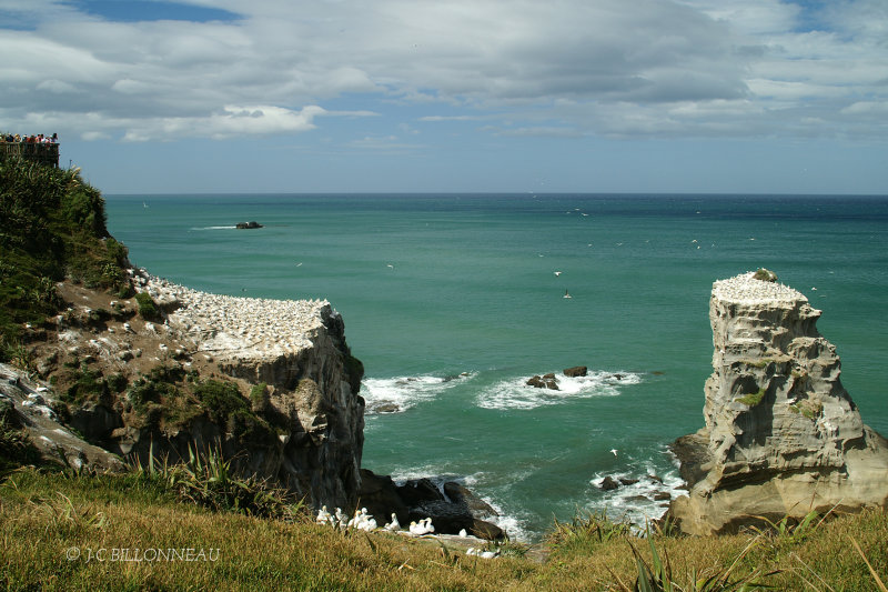 016.4 Colonie de fous du Cap de Muriwai.jpg