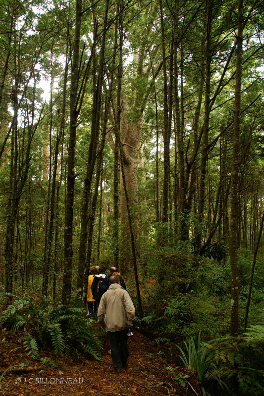 019.1 Forêt à kauris.jpg