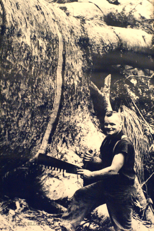 019.2 Exploitation du kauri.jpg