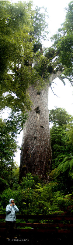 019.4 Le kauri Tane Mahuta (Dieu de la forêt)- fût de 244 m3- Age plus de 2000 ans..jpg