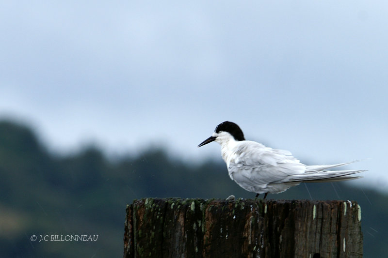 021.1 Sterne tara (White-fronted Tern).jpg