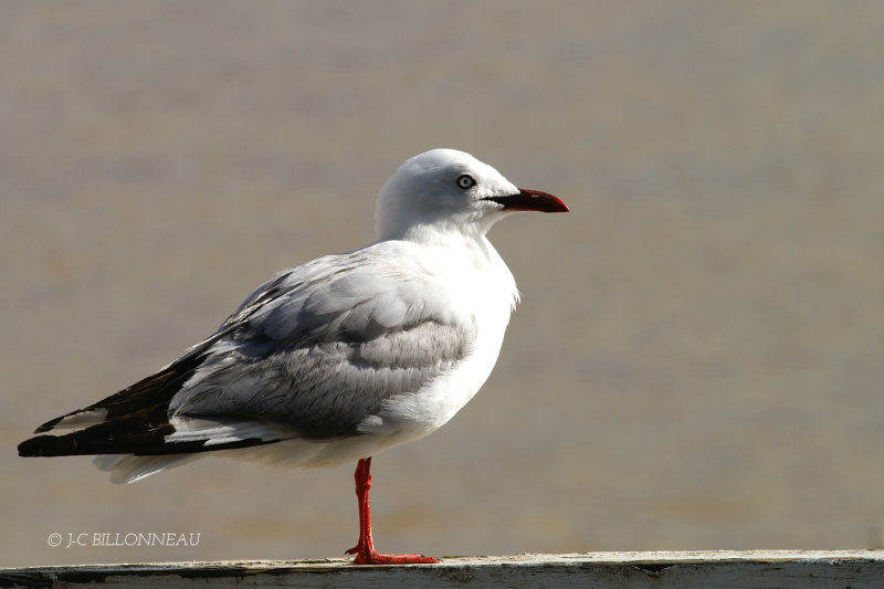 021.2 Mouette argentée ( Silver Gull).jpg